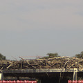 14_55-mast.jpg