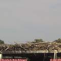 15_15-mast.jpg