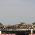 15_35-mast.jpg