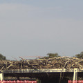 15_50-mast.jpg