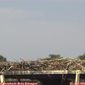 16_05-mast.jpg