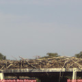 16_15-mast.jpg