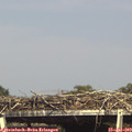 16_20-mast.jpg