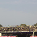 16_25-mast.jpg