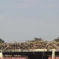 16_30-mast.jpg