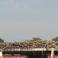 16_45-mast.jpg