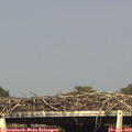 17_30-mast.jpg