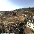17_30-nest.jpg
