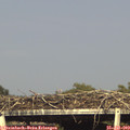 17_45-mast.jpg