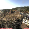 17_50-nest.jpg