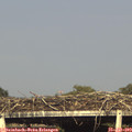 18_05-mast.jpg