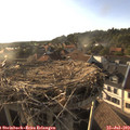 18_50-nest.jpg