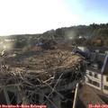 19_15-nest.jpg