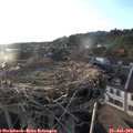 19_25-nest.jpg