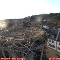 19_35-nest.jpg