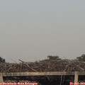 19_55-mast.jpg