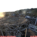 20_10-nest.jpg