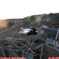 20_35-nest.jpg