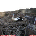 20_40-nest.jpg