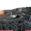 20_50-nest.jpg