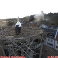 21_05-nest.jpg