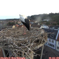 05_55-nest.jpg