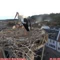 06_00-nest.jpg