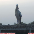 06_05-mast.jpg