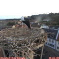 06_05-nest.jpg