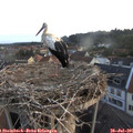 06_10-nest.jpg
