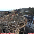 06_15-nest.jpg