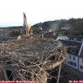 06_25-nest.jpg