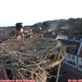 06_35-nest.jpg