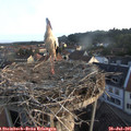 06_45-nest.jpg