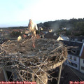 06_50-nest.jpg
