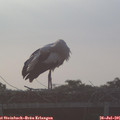 07_05-mast.jpg