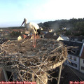 07_05-nest.jpg
