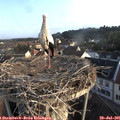 07_15-nest.jpg
