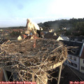 07_20-nest.jpg