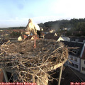 07_25-nest.jpg