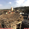 08_30-nest.jpg