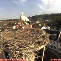08_45-nest.jpg