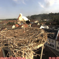 08_50-nest.jpg