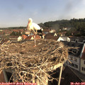 09_05-nest.jpg