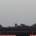 09_20-mast.jpg
