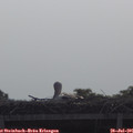 09_25-mast.jpg