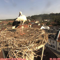 09_35-nest.jpg