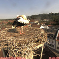09_40-nest.jpg