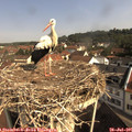 09_45-nest.jpg