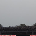 09_55-mast.jpg